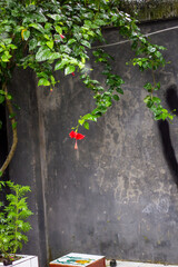 A single red hibiscus flower hangs delicately from a green leafy branch