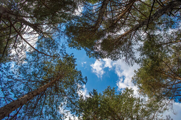Paisaje natural de bosque de pinos mediterráneos en la serranía de Cuenca. Naturaleza virgen. 