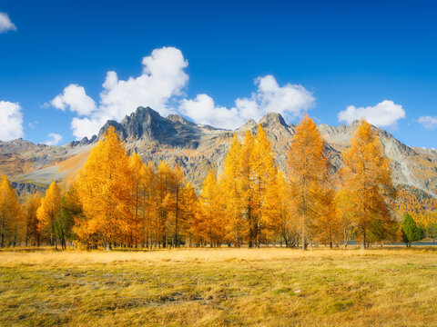 Fototapeta Autumn landscape in Switzerland. Day time in the mountains. Yellow larch trees. Incredible view of the mountain valley. Photo for background, wallpaper, postcards.