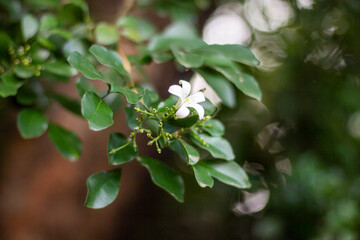 A delicate white flower blooms on a green leafy branch