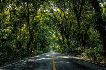 Fototapeta premium A paved road winds through a lush green forest canopy. Sunlight filters through the leaves, illuminating the asphalt path