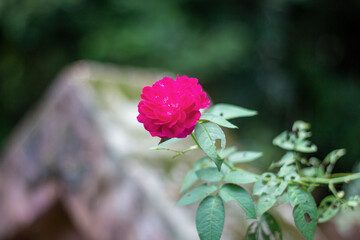 A vibrant pink rose in full bloom, set against a soft green background