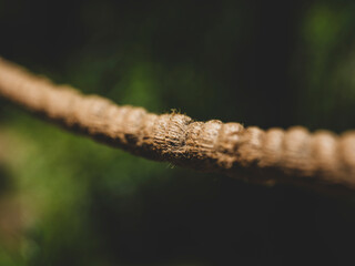 old frayed rope close-up texture