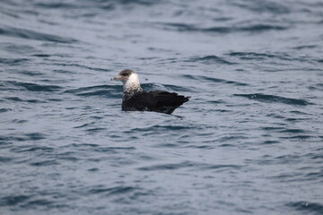 Pomarine jaeger (Stercorarius pomarinus), pomarine skua, or pomatorhine skua, is a seabird in the...
