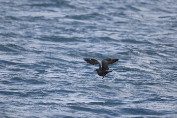 Pomarine jaeger (Stercorarius pomarinus), pomarine skua, or pomatorhine skua, is a seabird in the...