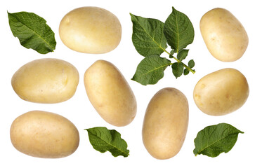 Fresh raw potatoes with green leaves isolated on white, collage