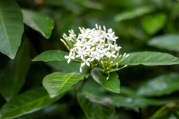 A cluster of small white flowers blooming amidst green leaves