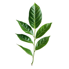 Close-up of vibrant green leaves (1)