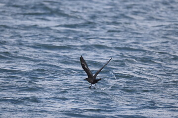 Pomarine jaeger (Stercorarius pomarinus), pomarine skua, or pomatorhine skua, is a seabird in the skua family Stercorariidae. It is a migrant, wintering at sea in the tropical oceans. This is dark mor