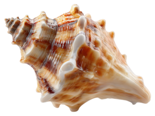 Glossy Textured Close Up Of A Large Spiral Conch Seashell With Brown And White Swirls marine ocean, Isolated On Png Transparent Background