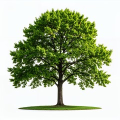 Obraz premium Lush green tree with vibrant foliage and sturdy trunk stands tall on white background
