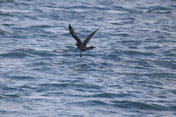 Pomarine jaeger (Stercorarius pomarinus), pomarine skua, or pomatorhine skua, is a seabird in the skua family Stercorariidae. It is a migrant, wintering at sea in the tropical oceans. This is dark mor © feathercollector