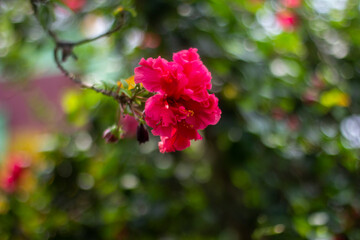 A vibrant pink flower blooms delicately on a green stem with a blurred background