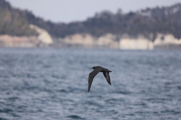 Pomarine jaeger (Stercorarius pomarinus), pomarine skua, or pomatorhine skua, is a seabird in the skua family Stercorariidae. It is a migrant, wintering at sea in the tropical oceans. This is dark mor