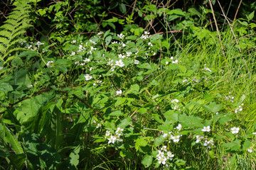 Dense thickets of wild blackberries with delicate white flowers and bright green leaves, creating a feeling of freshness and wild nature.