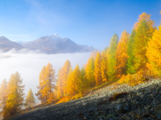 Autumn landscape in the mountains. Foggy morning. Nature. Fog and fall forest. Incredible view of...