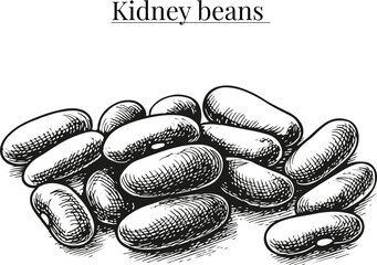 Kidney Beans Hand Drawn Vector Illustration – Vintage Botanical Legume Sketch