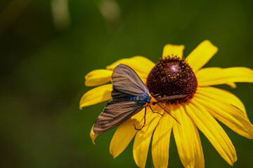 Moth on yellow daisy flower macro close up