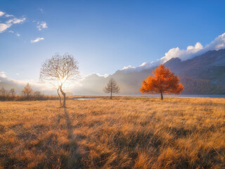 Autumn landscape. Sun rays through the tree during sunset. Nature. Incredible view of the mountain...