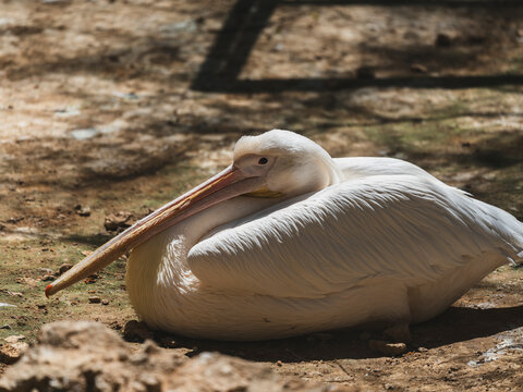 beautiful pelican sunbathing - Powered by Adobe