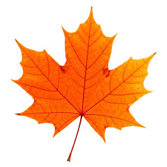 Fototapeta premium Single Red Leaf with Serrated Edges and Vein Detail PNG