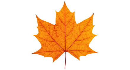 Fototapeta premium Single Red Leaf with Serrated Edges and Vein Detail PNG