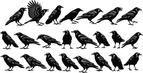 Crow silhouette vector pack, raven bird illustrations, black bird icons, flying crow graphics, wildlife design elements, spooky bird shapes