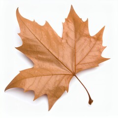 Fototapeta premium Single autumnal leaf featuring unique pointed lobes, isolated, natural beauty on white background
