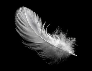 Obraz premium A single, light-gray feather floats against a stark black background, highlighting its delicate structure and soft texture