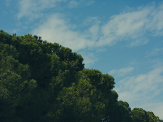 green trees and beautiful sky in background