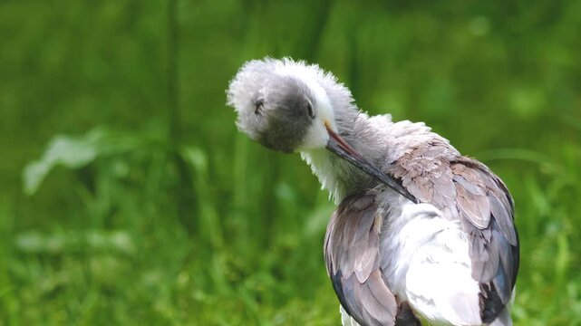 Close up of black and white avocet wading bird grooming him self