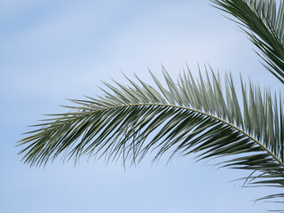 beautiful leaves of palm tree