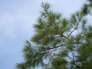 green pine tree with cloudy sky