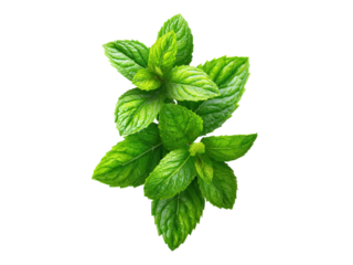 Two Sprigs of Fresh Green Mint Leaves Isolated on Black Background spearmint peppermint, Isolated On Png Transparent Background