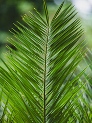 beautiful leaves of palm tree