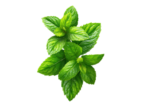 Two Sprigs of Fresh Green Mint Leaves Isolated on Black Background spearmint peppermint, Isolated On Png Transparent Background
