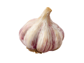 Garlic Bulb with Distinct Purple Stripes and Visible Roots on a Dark Background whole ingredient, Isolated On Png Transparent Background