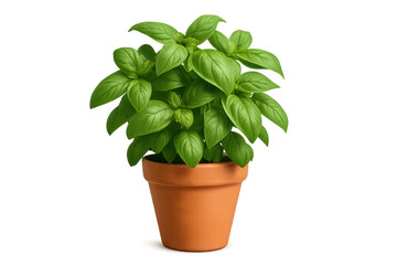 Obraz premium Fresh green basil plant growing in terracotta pot with transparent background