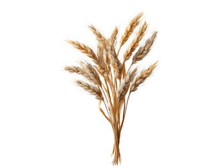 Fototapeta premium Bunch of Dry Wheat Stalks with Spikes and White Bristles on Black Background grain cereal, Isolated On Png Transparent Background