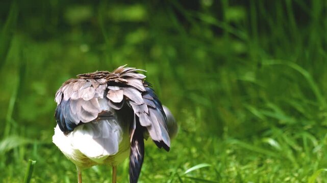 Close up of black and white avocet wading bird grooming him self