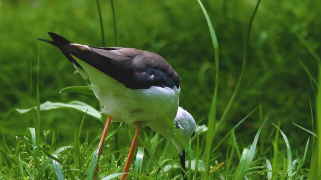 Close up of black and white avocet wading bird grooming him self