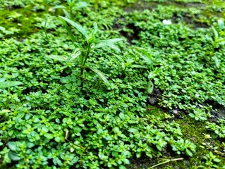small wild grasses growing thickly in moist soil with a few young plants towering above them.