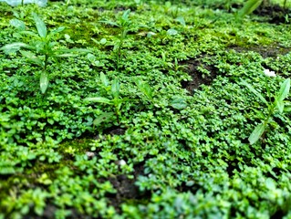 small wild grasses growing thickly in moist soil with a few young plants towering above them.