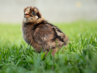 little chicken with open mouth close up photo 