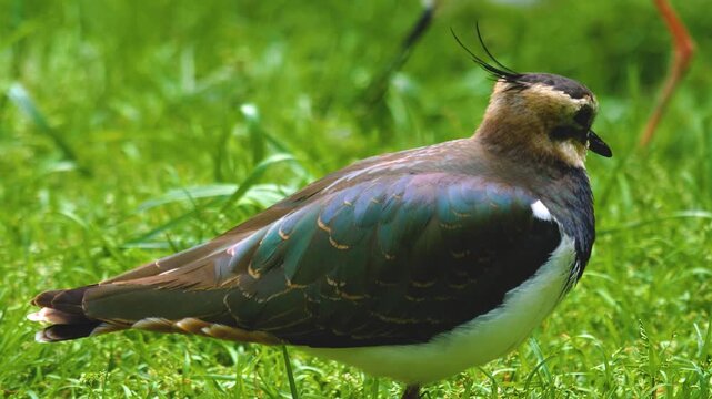 Close up of a northern lapwing bird standing ona meadow and looking around ona sunny day