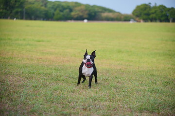 野原を散歩中の犬（ボストンテリア）