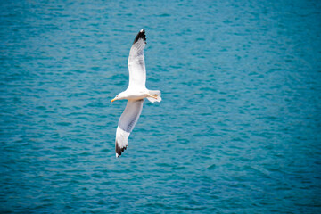 Italian islands seagull fly free
