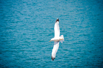 Italian islands seagull fly free