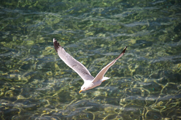 Italian islands seagull fly free