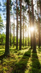 Naklejka premium Sunlight Filtering Through Pine Trees in a Forest.
